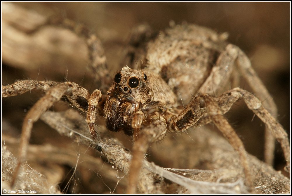 Araneae d''Israele